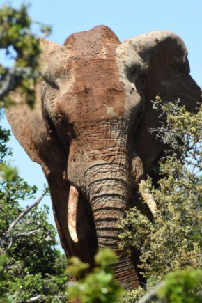 Orange Elephant Backpackers